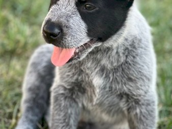 Cattle dog puppies 