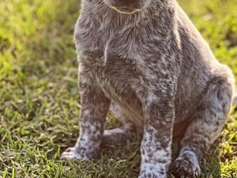 Cattle dog puppies 