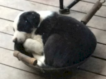 Border Colllie pups