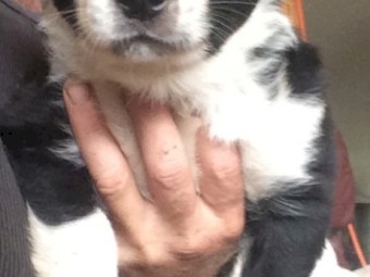 Border Colllie pups