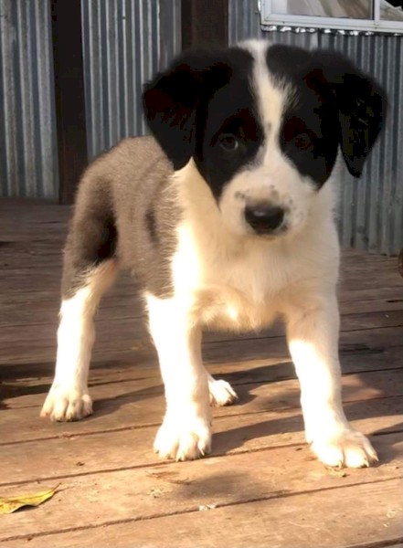 Border Colllie pups