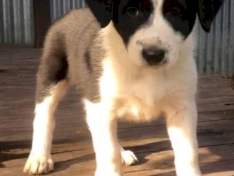 Border Colllie pups