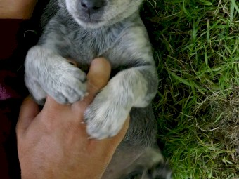 Maremma x Puppies