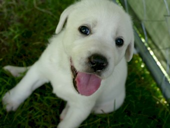 Maremma x Puppies