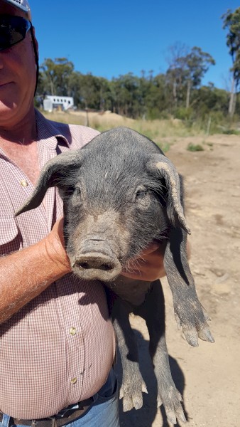Piglets Large Blacks