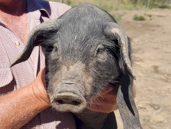 Piglets Large Blacks