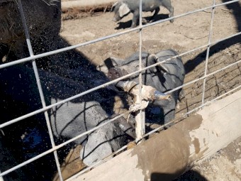 Piglets Large Blacks
