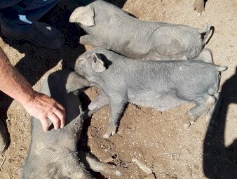 Piglets Large Blacks