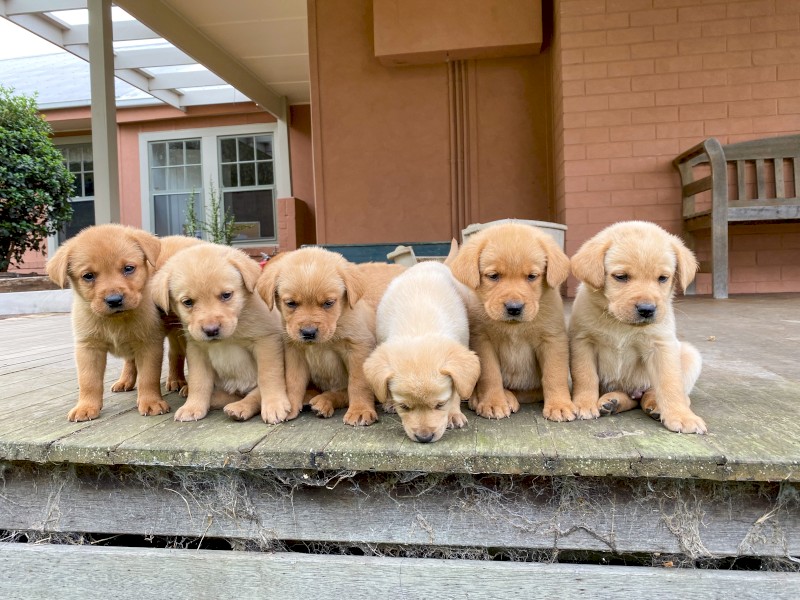 Purebred Labrador Puppies