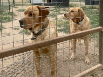 Purebred Labrador Puppies