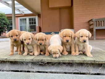 Purebred Labrador Puppies