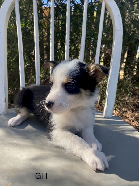Border Collie X Kelpie Puppies x 7