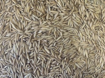 Yallara Oat Seed