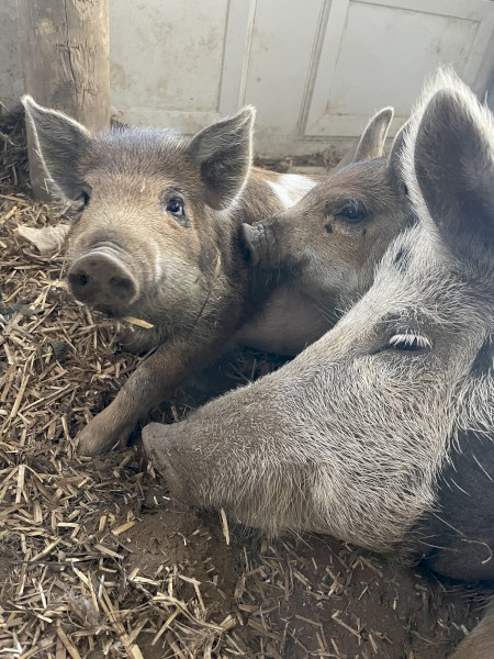 Miniature piglets 