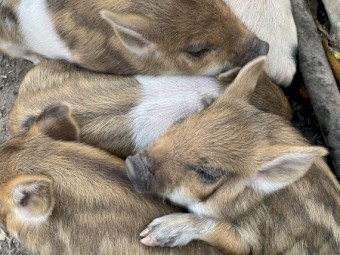Miniature piglets 