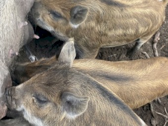 Miniature piglets 