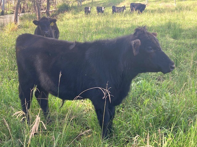 Angus Steers