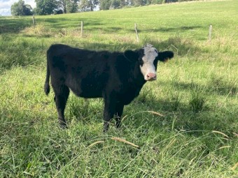 Angus Steers