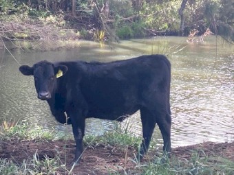 Angus Steers