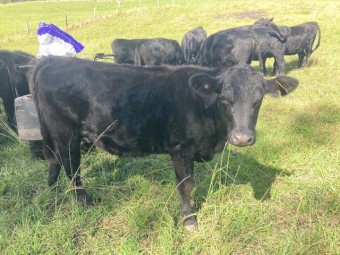 Angus Steers
