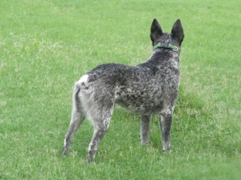 Australian Stumpy Tail Cattle Dog Pups (No GST applies)