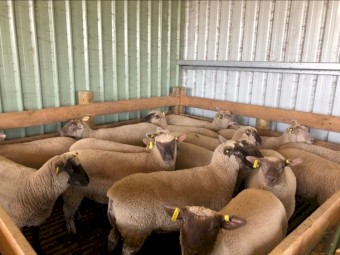 South Suffolk Purebreed Ewe Lambs