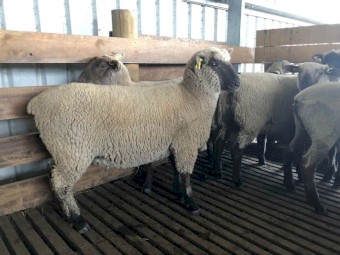 South Suffolk Purebreed Ewe Lambs