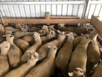 South Suffolk Purebreed Stud and Flock Rams