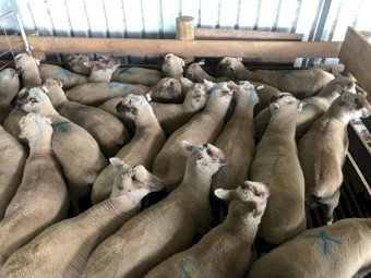 South Suffolk Purebreed Stud and Flock Rams
