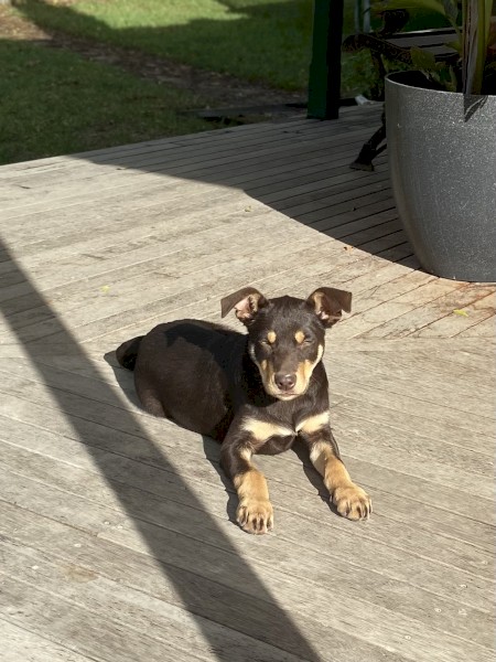 Kelpie Pup