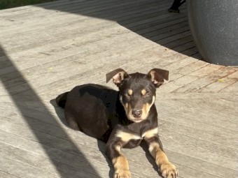 Kelpie Pup