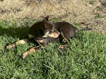 Kelpie Pup