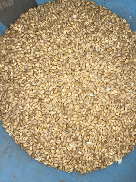 200 tn APW Wheat 