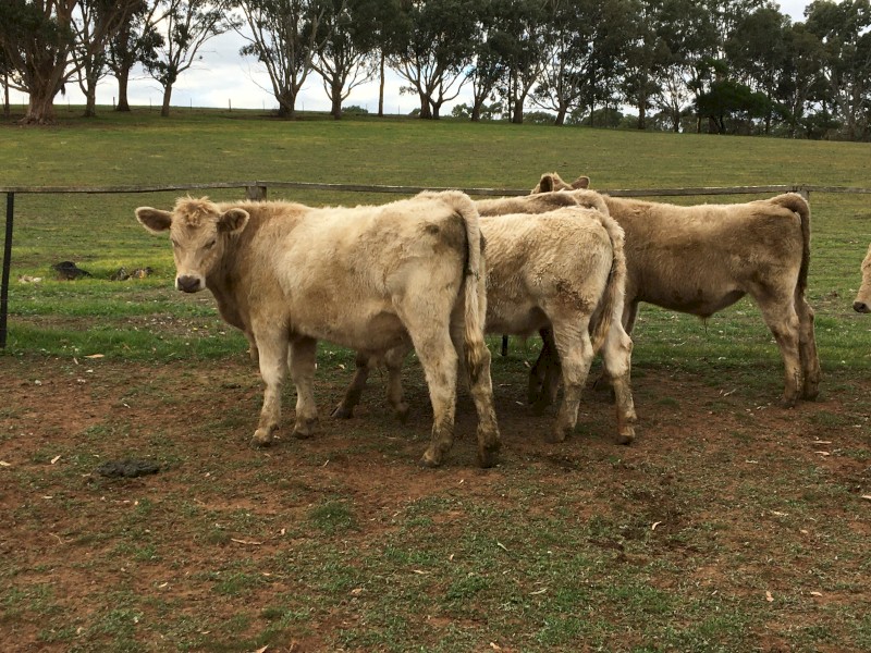 17 Angus/charolais x steer calves