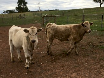 17 Angus/charolais x steer calves