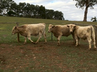 17 Angus/charolais x steer calves