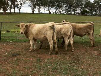 17 Angus/charolais x steer calves