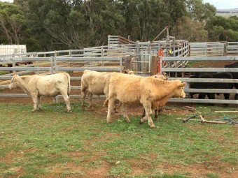 17 Angus/charolais x steer calves
