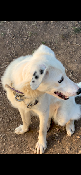 Border Collie 