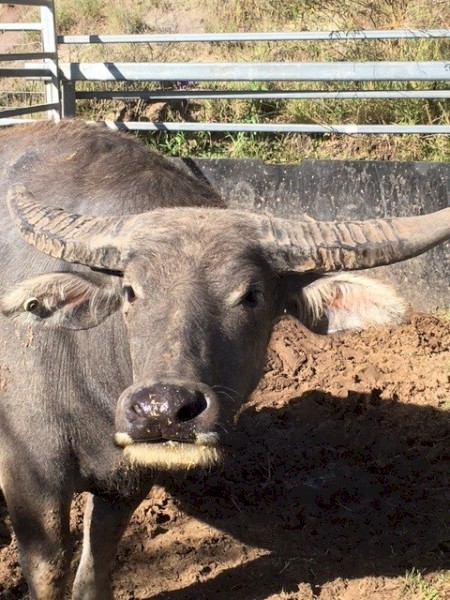 Two Buffalo Steers