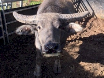 Two Buffalo Steers