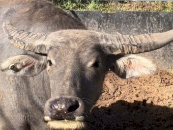 Two Buffalo Steers
