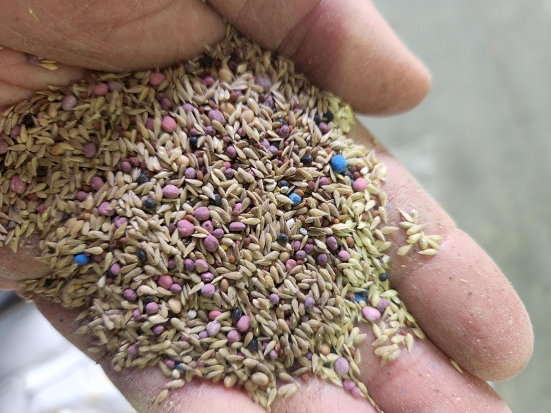 Phalaris clover mix