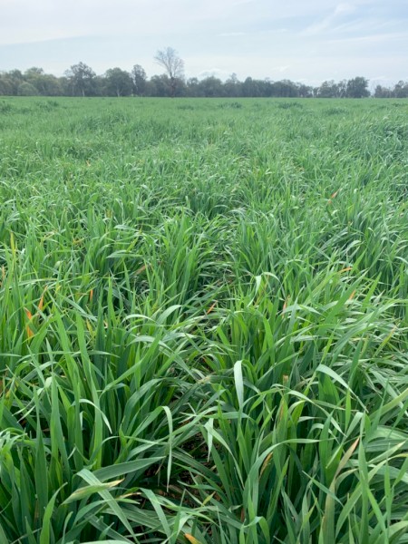 Forage Oat seed