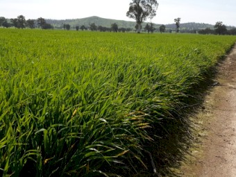 Forage Oat seed