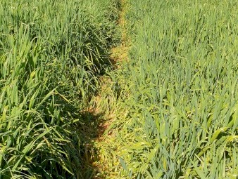 Forage Barley Seed
