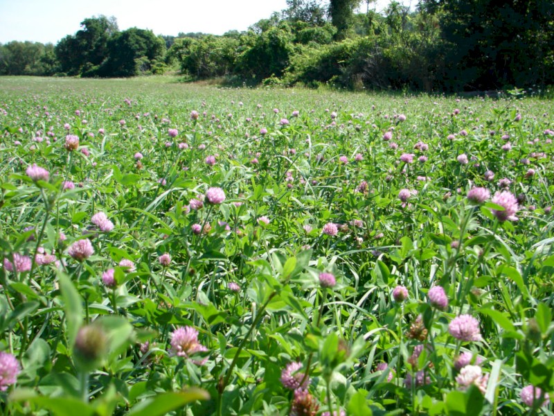 Chicory-Red/White clover