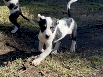 Kelpie x Border Collie