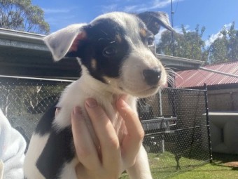 Kelpie x Border Collie