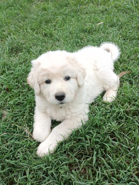 3 month old Maremma Male  puppy